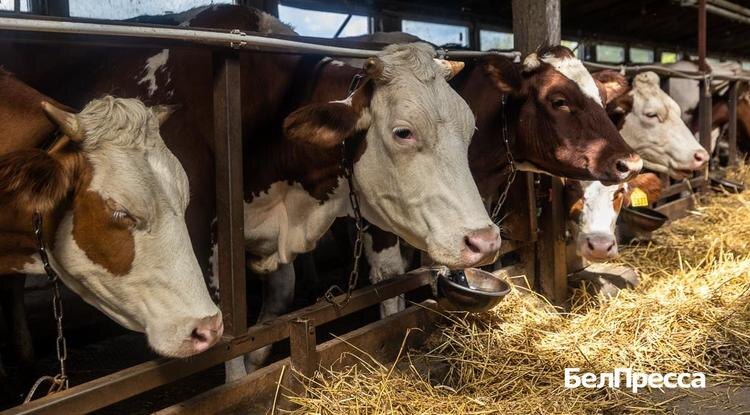 Фото: Алексей Дацковский