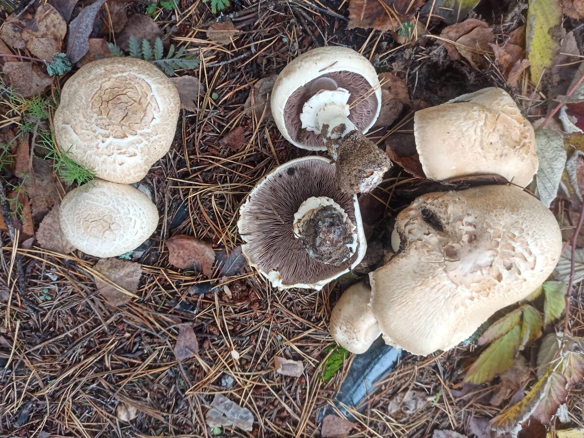 Шампиньоны лесные