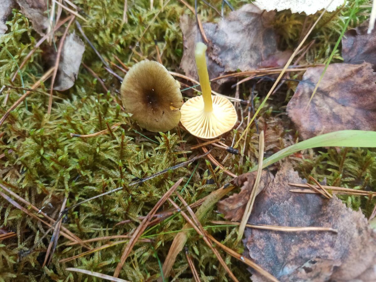 Гигрофор поздний