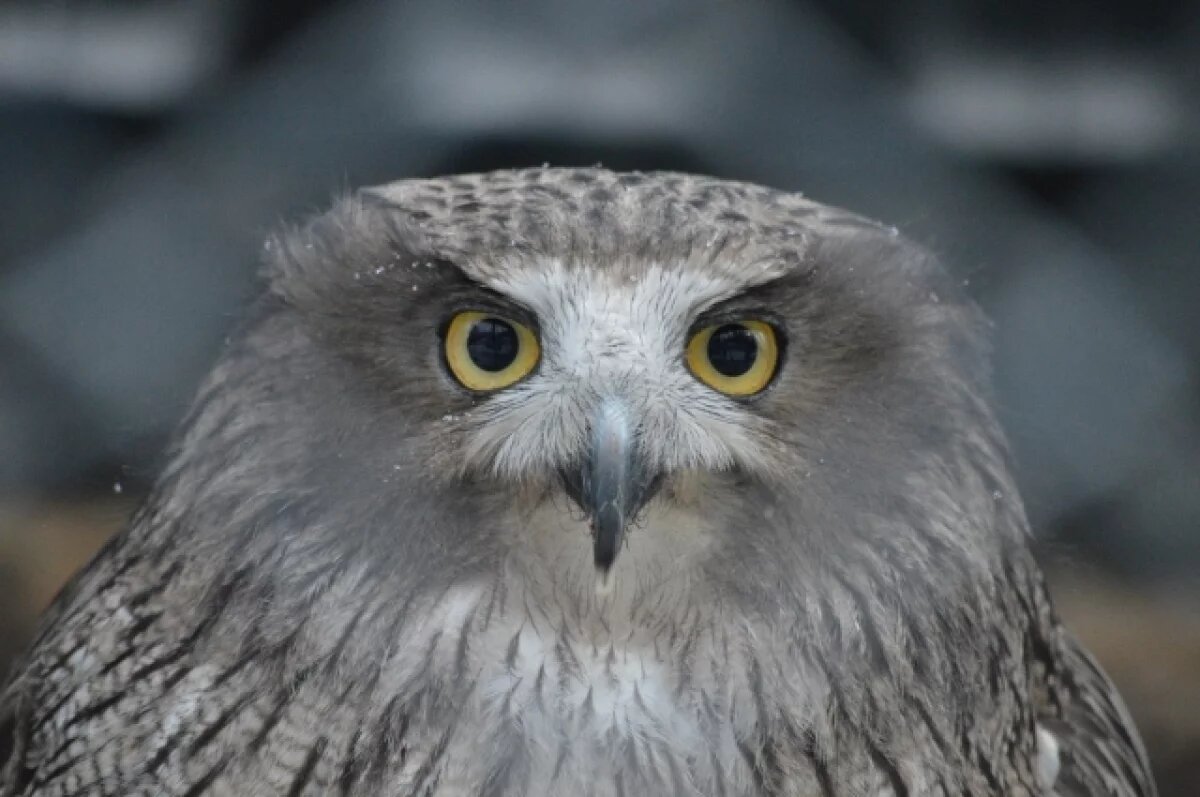    В Калининградской области выпустили на волю трёх краснокнижных филинов