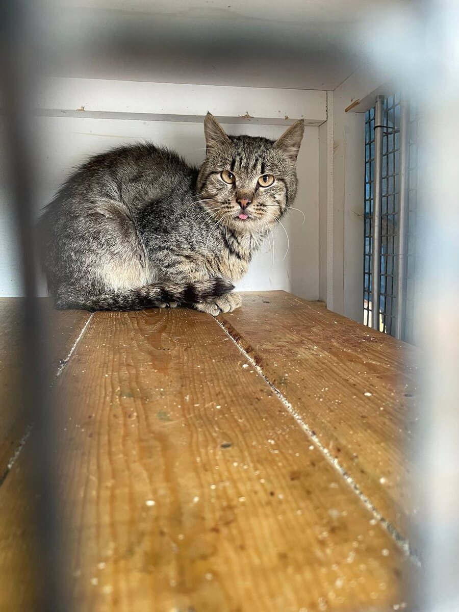 Очень харизматичный кот