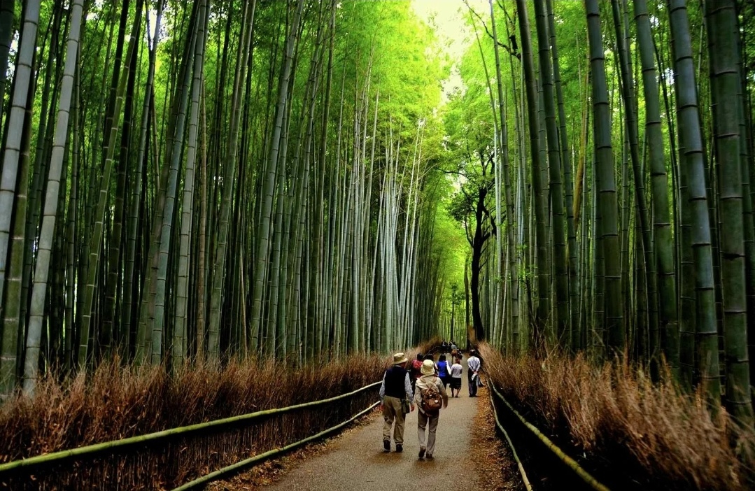 Бамбуковая роща