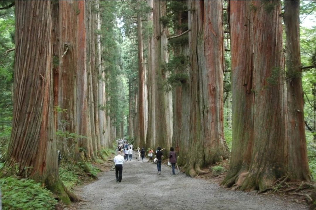 Кедры-великаны