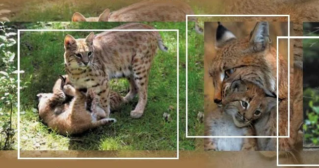 фото из книги "Дикие кошки мира" издательство "РуДа"