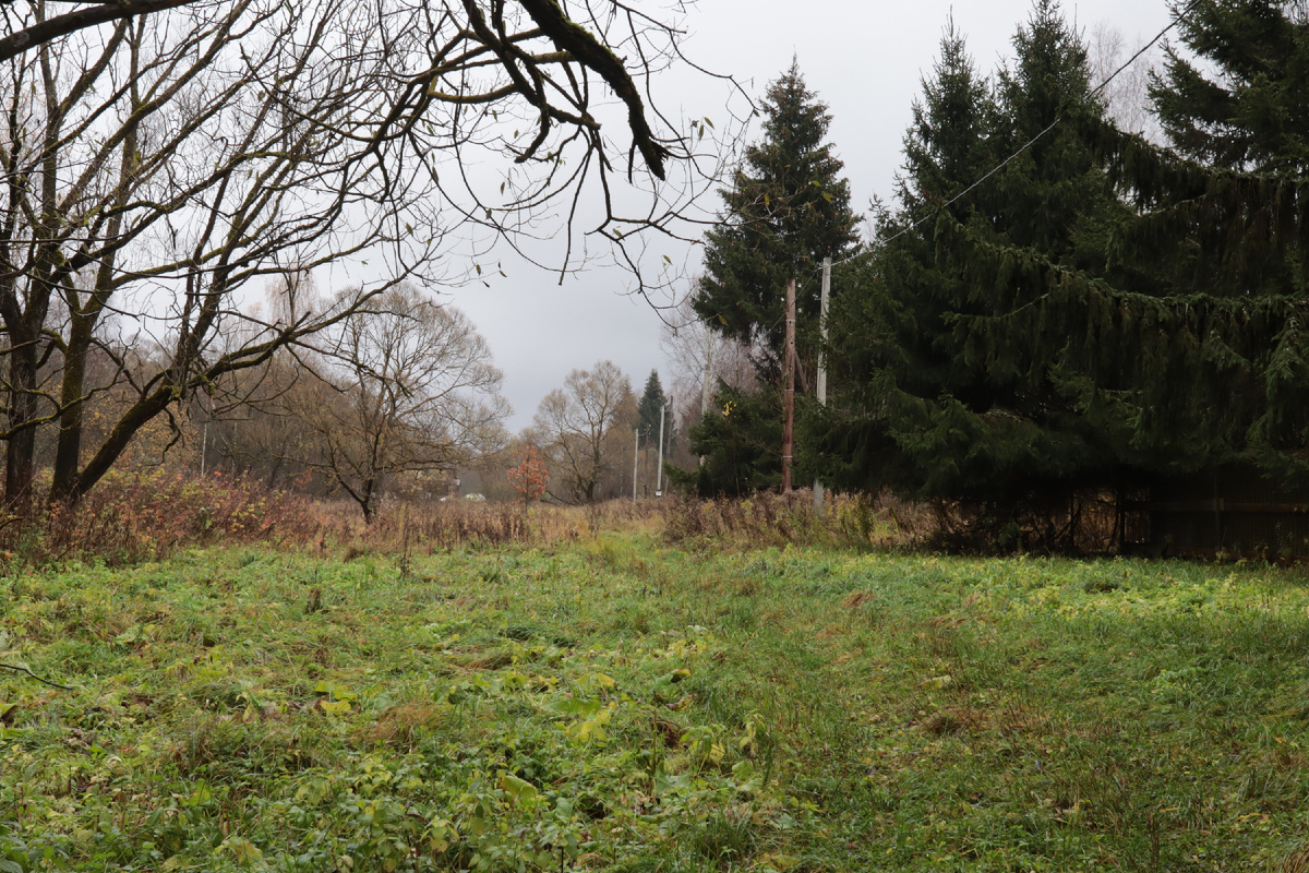 Наша деревня. Все ёлки - дело рук моего деда. А я вот больше лиственницы люблю, их повсюду сажаю (фото И.Лебединского)