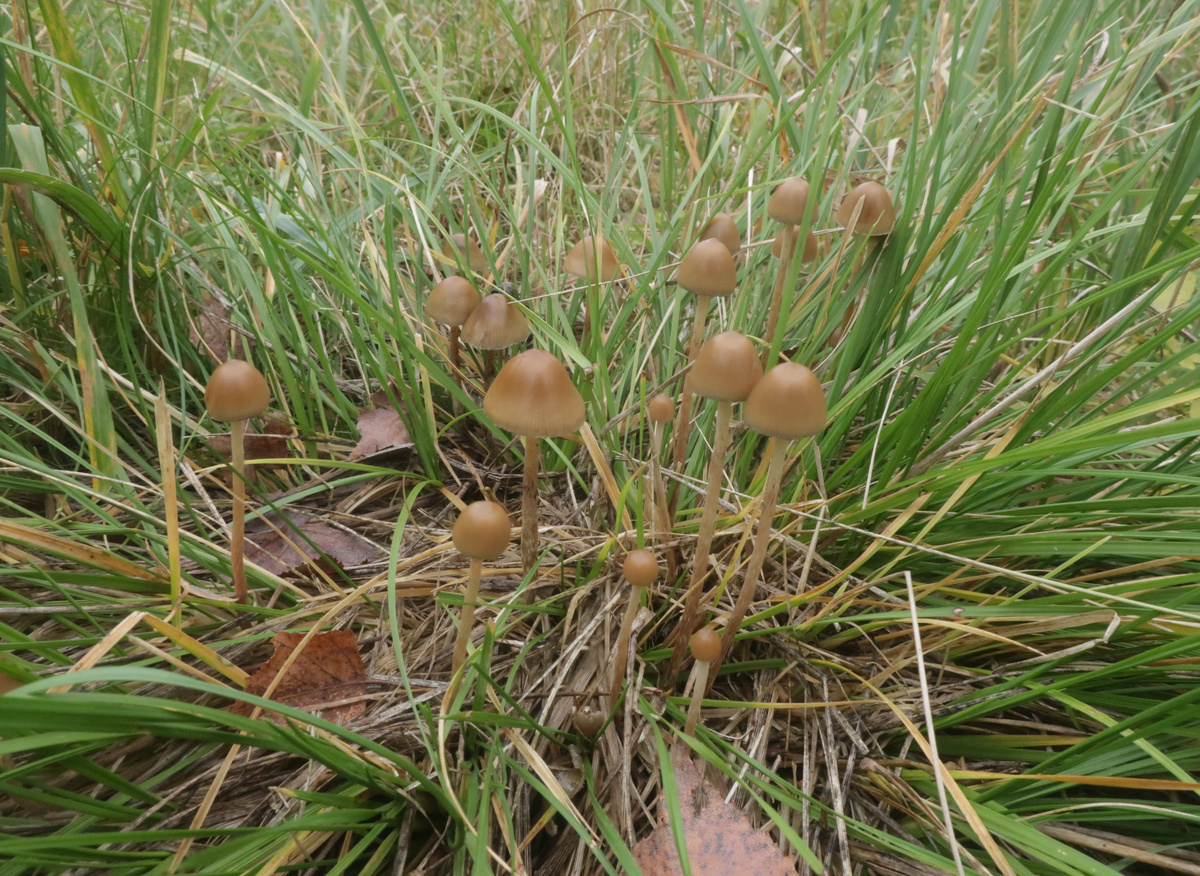 Кстати, именно от этих грибов и тупеют наши школьники - ЕГЭ тут не при чем (фото И.Лебединского)