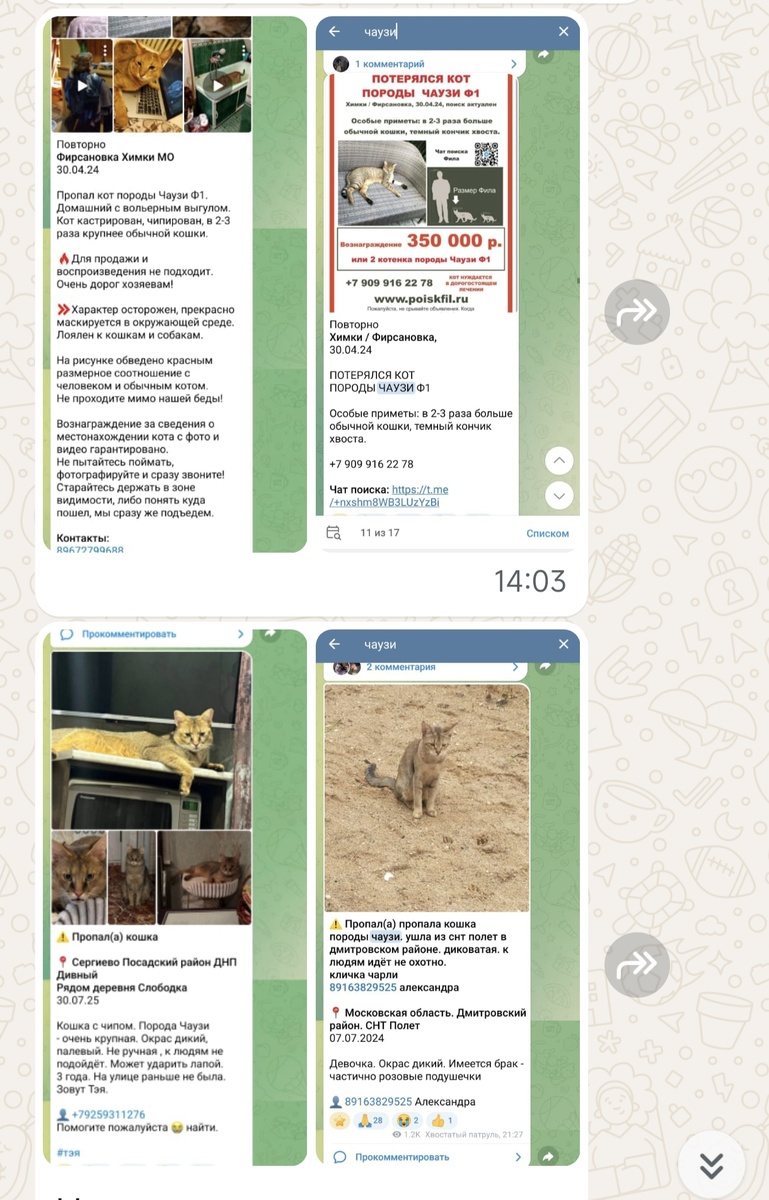 Девчата скинули фото, кому написали о нашем найденыше