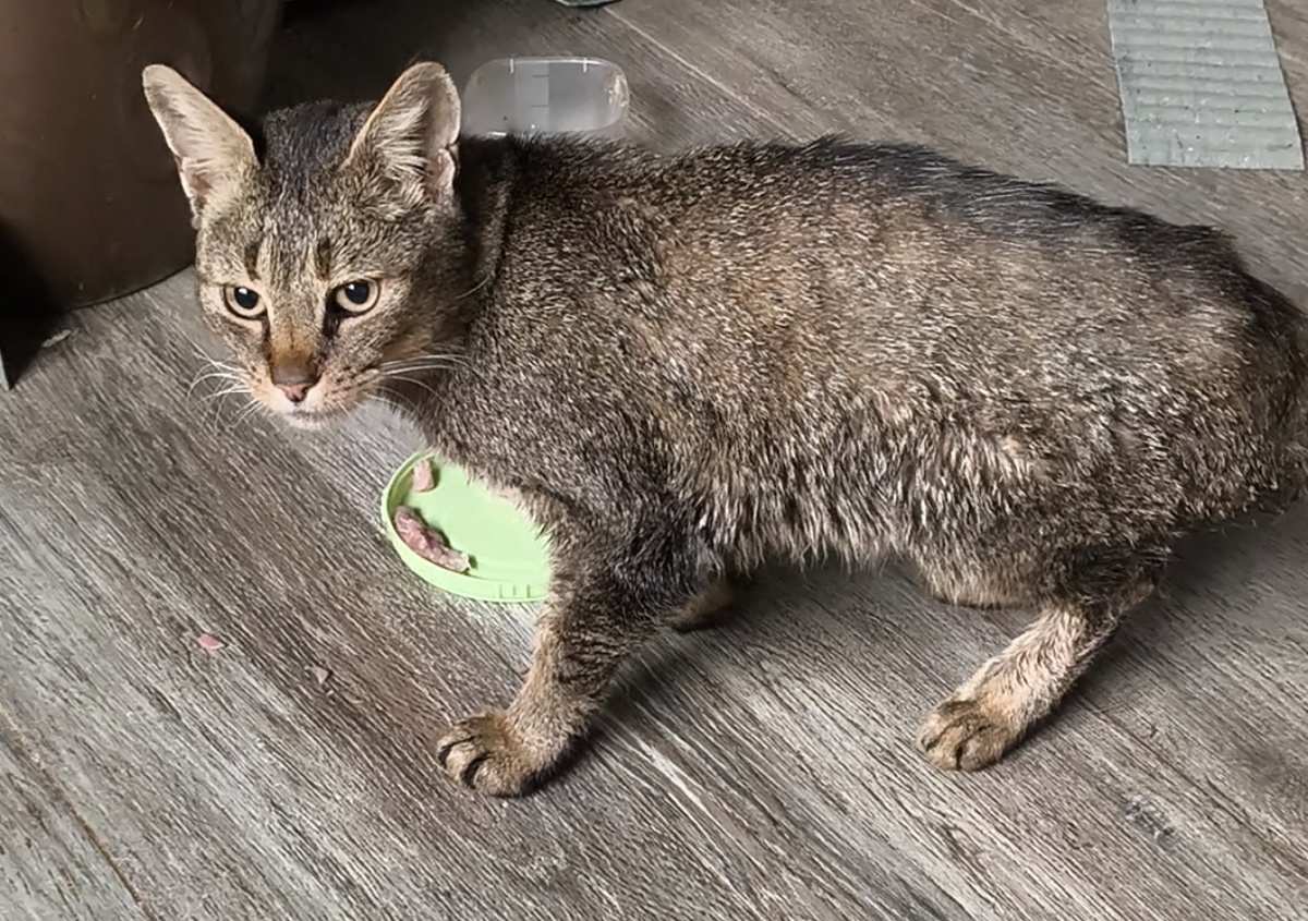 Завтракает мясом