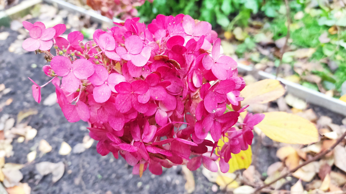 Показывать пошагово процесс буду на черенках метельчатой гортензии сорта Колорфул Коктейль.