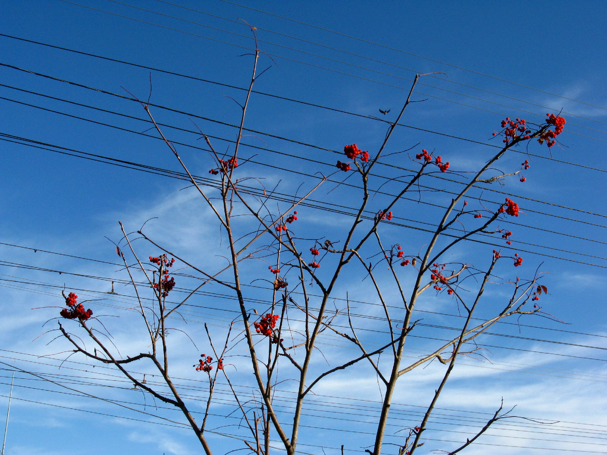 Красный в октябре.
Фото: Марина Н. Макарова, Омск, 22окт25.