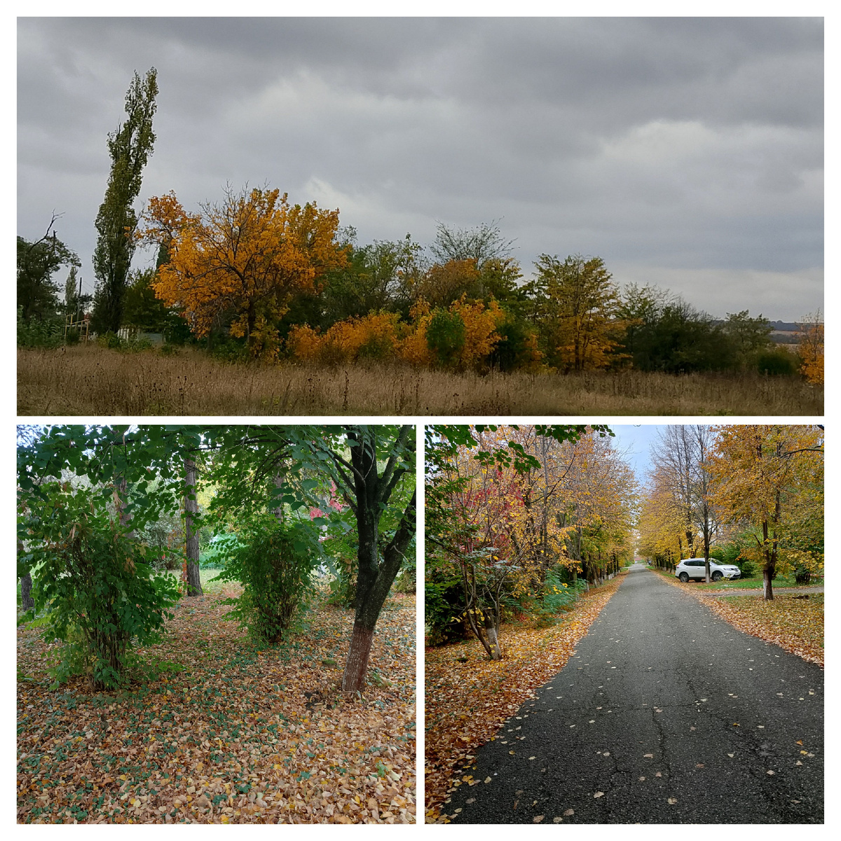 Фото автора . Золотая осень)