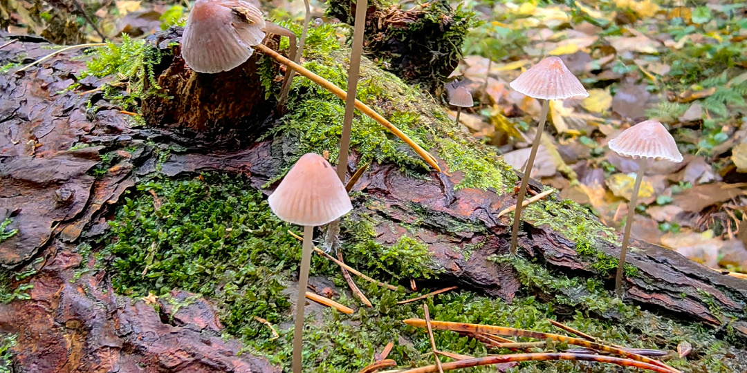 Красивые маленькие грибочки.