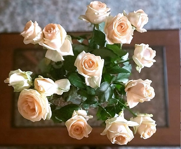 Эти подаренные моей семьёй 15 роз стоят уже 7 дней!