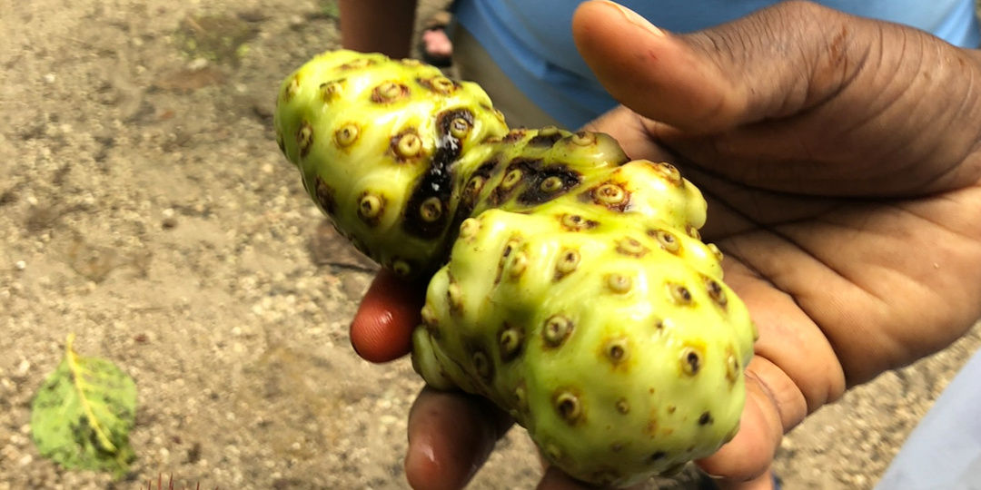 Нони: мой личный эксперимент с легендарным фруктом, который вернул мне энергию