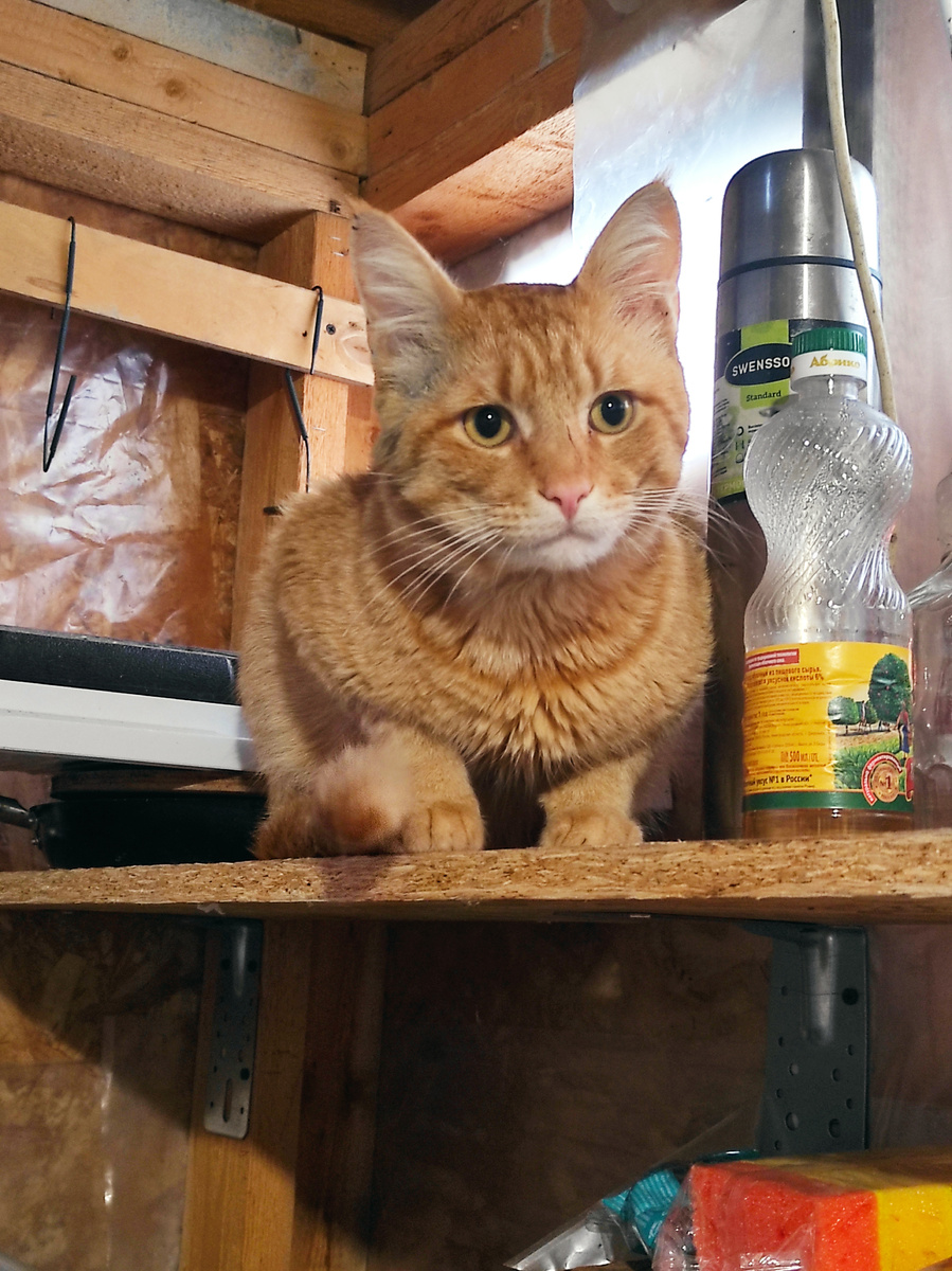 Кузя любит вторые и третьи этажи