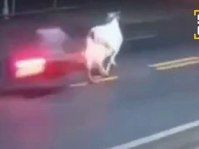    Фото: телеграм-канал SHOT