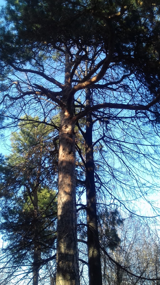 Деревья в городском парке. Город Красноярск. Фото автора.
