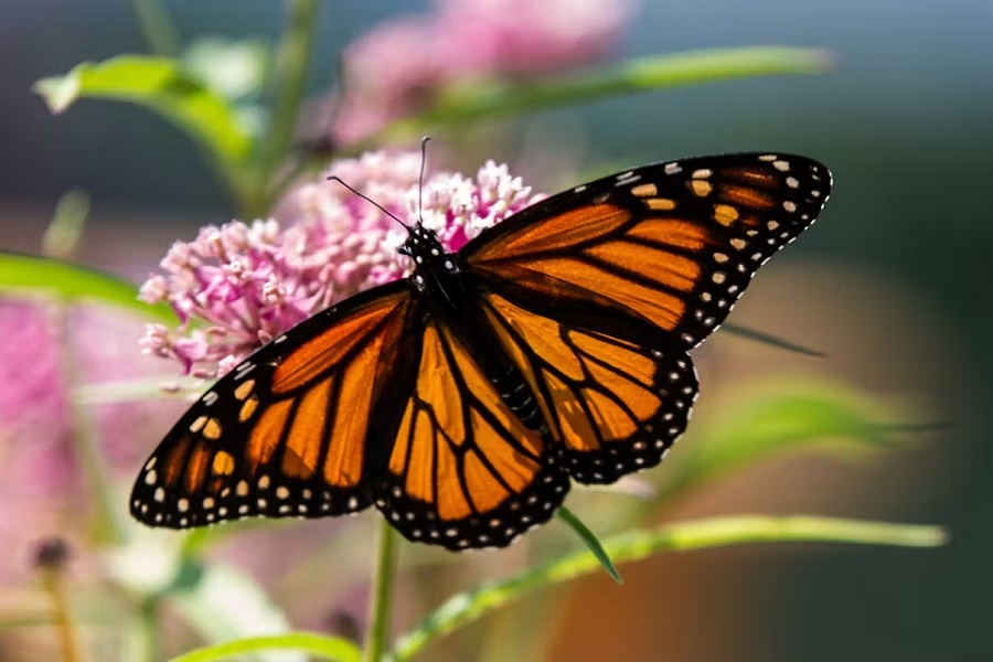 Самка бабочки-монарха. Фотография из интернета