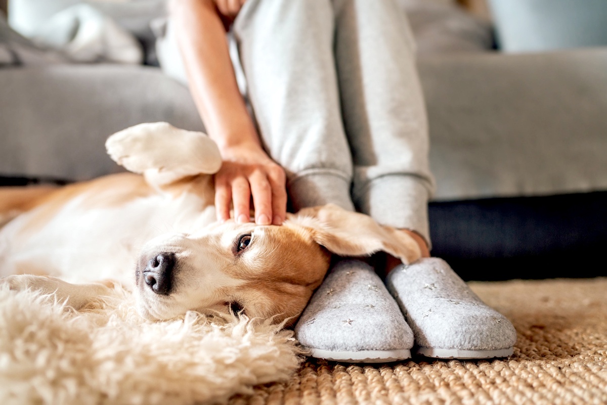    Доброе отношение к животному сделает вашу совместную жизнь радостнее и гармоничнее. А ваш четвероногий друг станет верным спутником и источником хорошего настроения на каждый день. / Фото: istock
