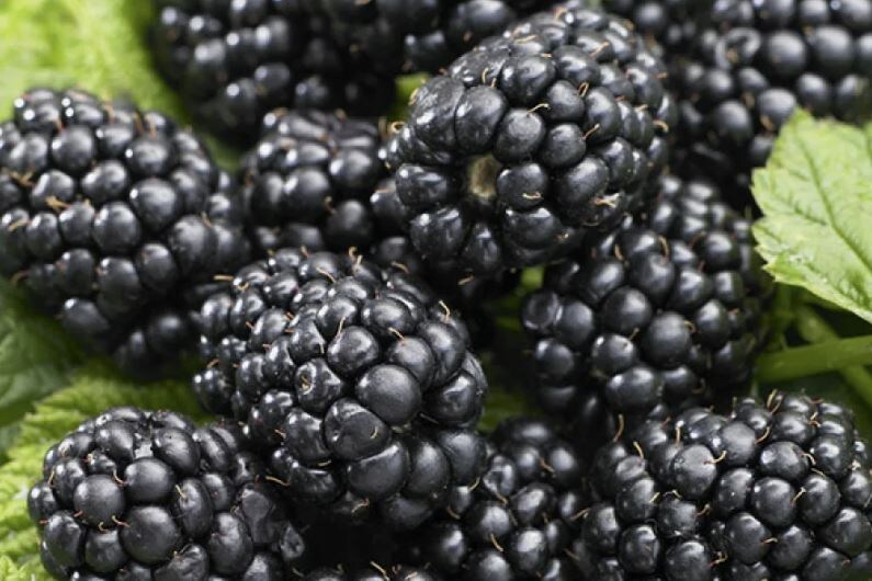 Ежевика укрывная и неукрывная: как выбрать, чтобы не возиться и собирать ведра ягод