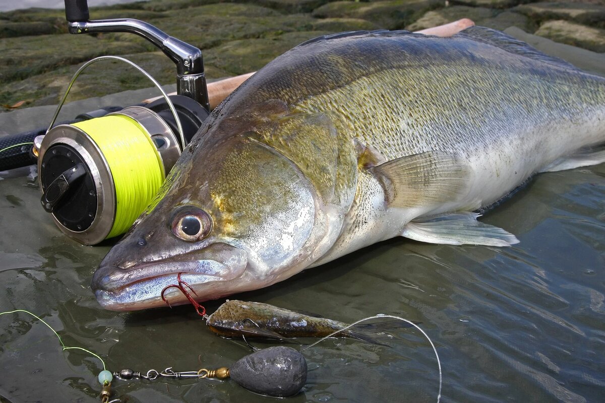 Ловля судака на живца