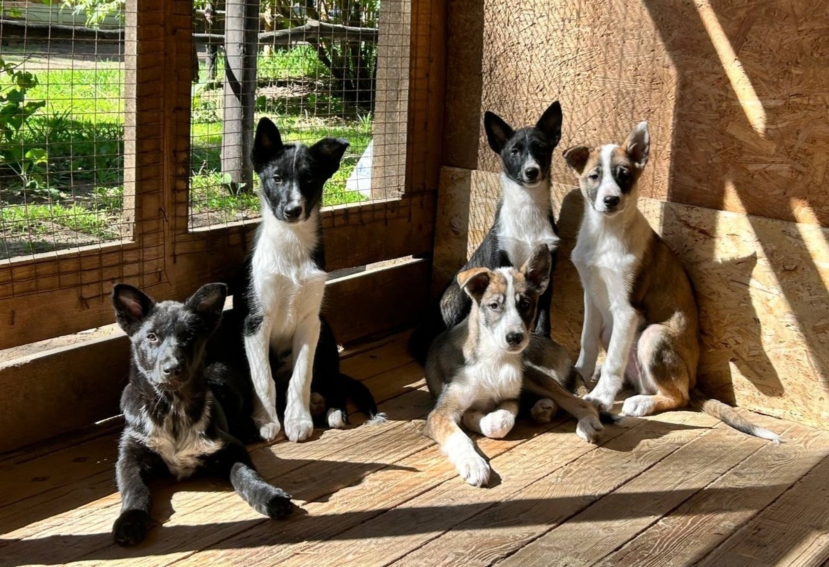 Щенки Аляскинских Хаски "Серебро Севера"