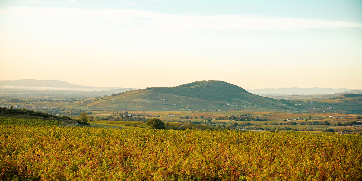 Виноградники апелласьона Моргон субрегиона Божоле. Бургундия, Франция