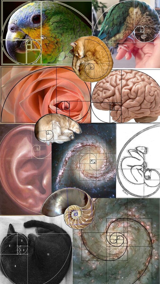 Золотое сечение или же спираль Фибоначчи 