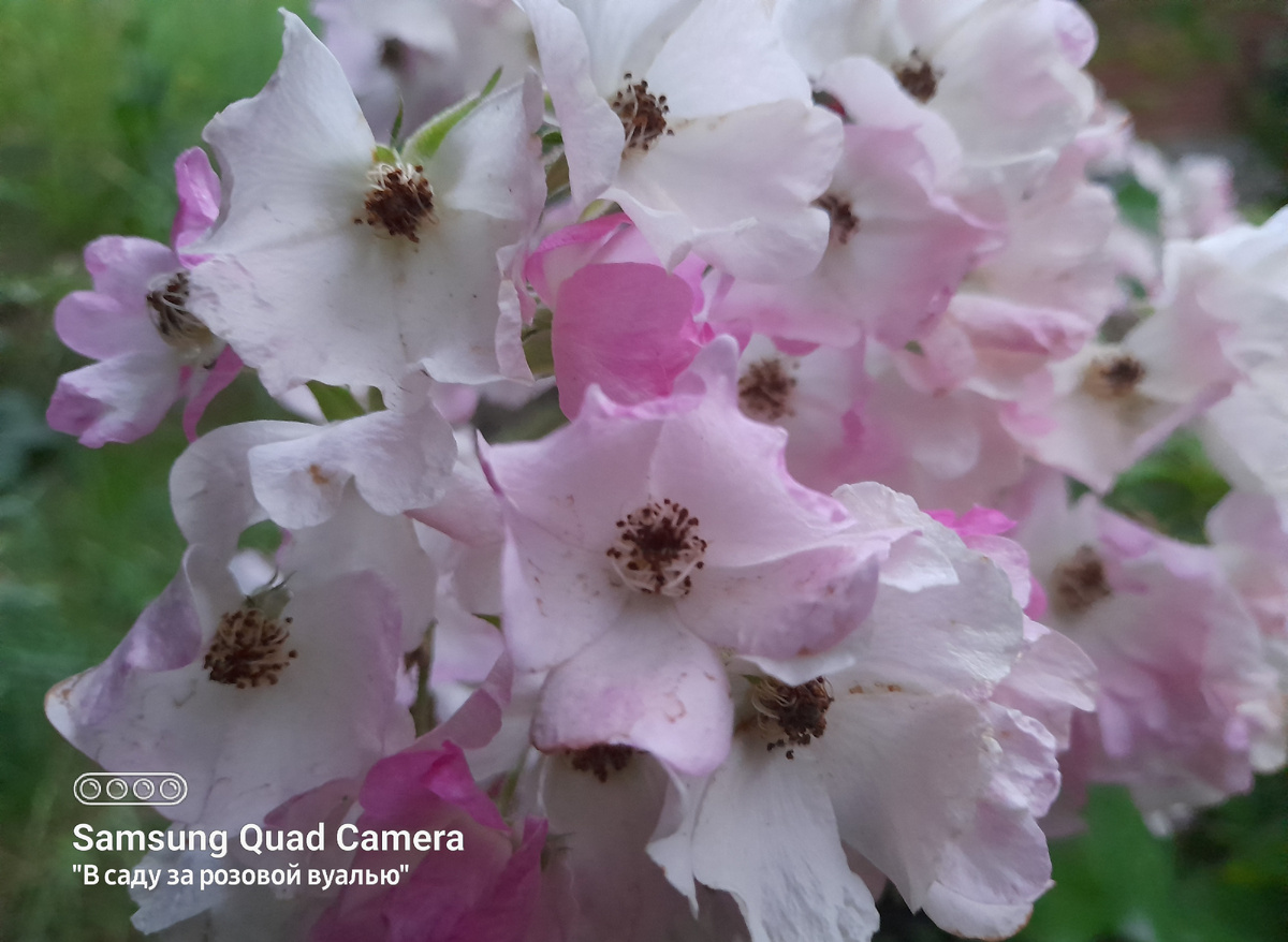 Ballerina (Балерина), Bentall, 1937, Гибрид Moschata/мускусные гибриды