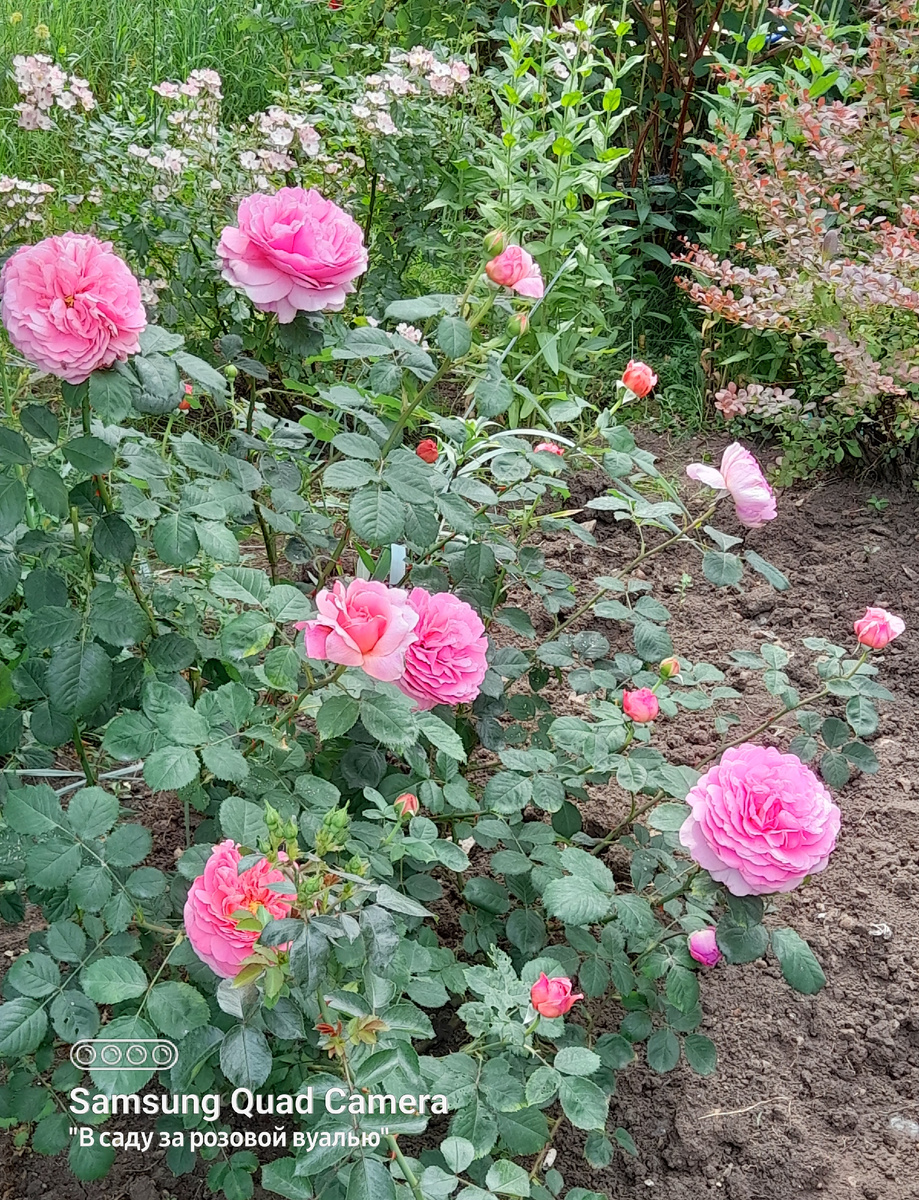На первом плане остинка Princess Alexandra of Ken на втором плане слева Ballerina.