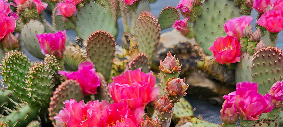 Опунция  цветущая в саду 