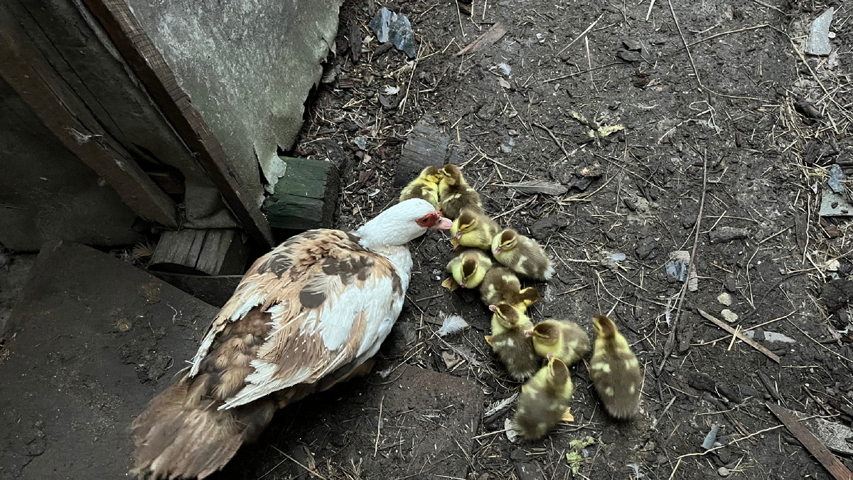 Мама-утка со своим потомством