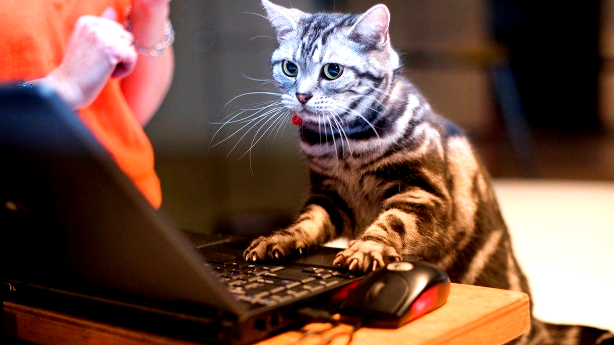 Погоди, Наташа, ща я отвечу!