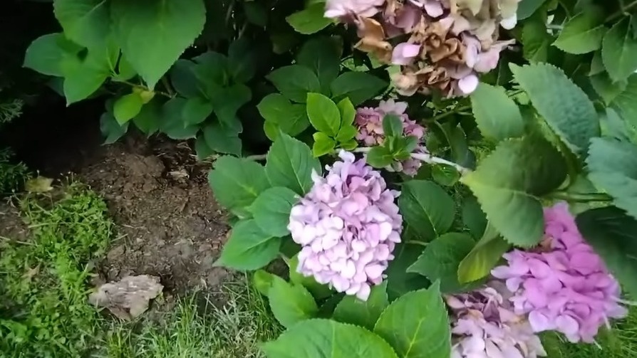 Моя гортензия каждую осень - с надеждой на будущее цветение, которого не случалось