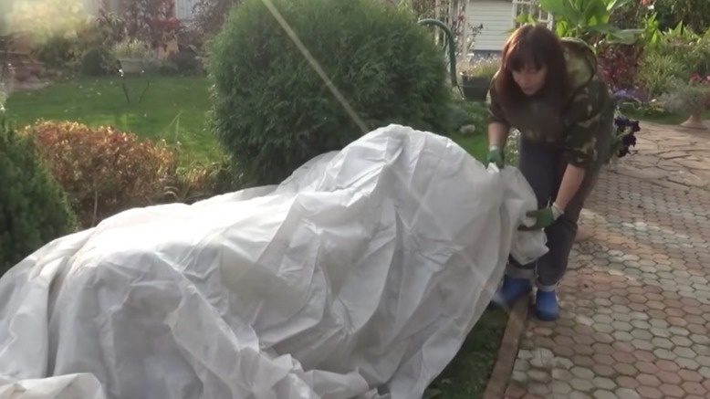 Пленка создает парниковый эффект и губит растение