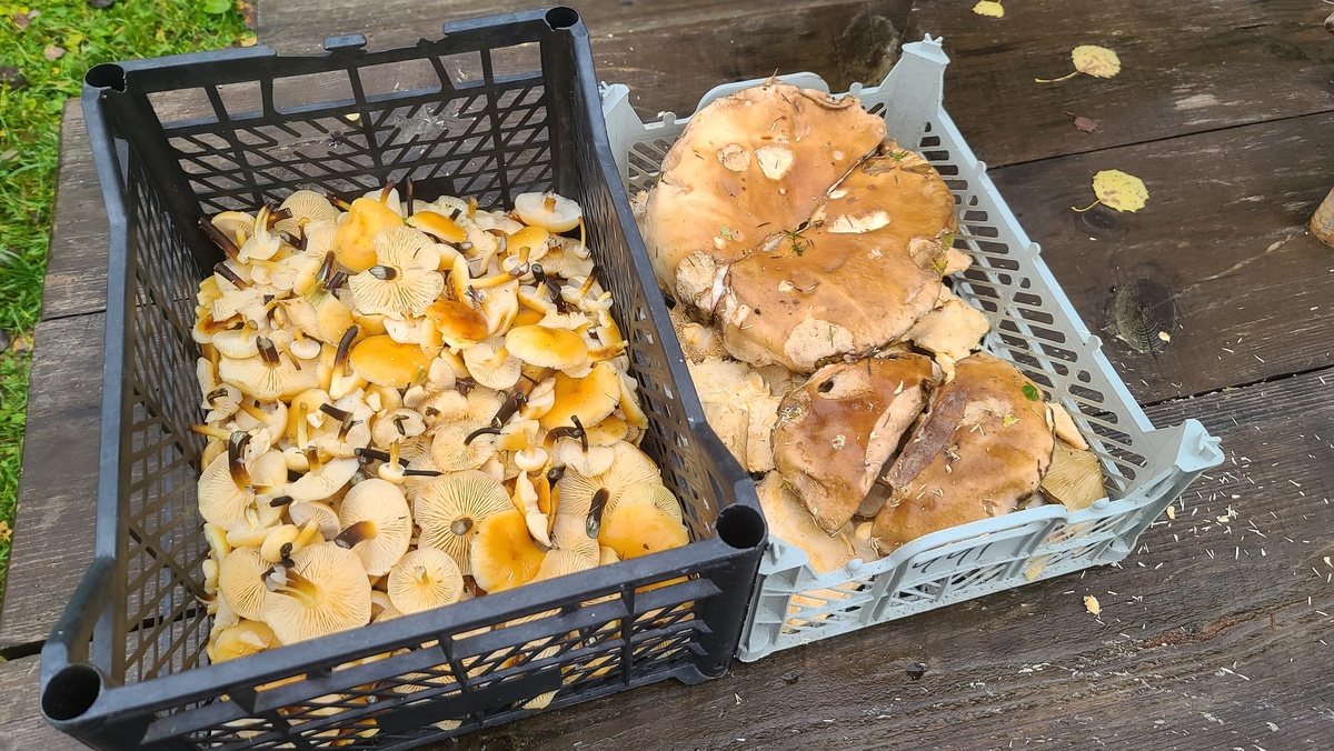 Фото КЛИНСКИЙ ГРИБНИК. 21.10.25.