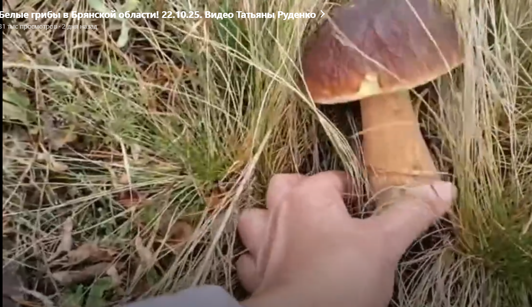 Скрин с видео Татьяны Руденко. 22.10.25
