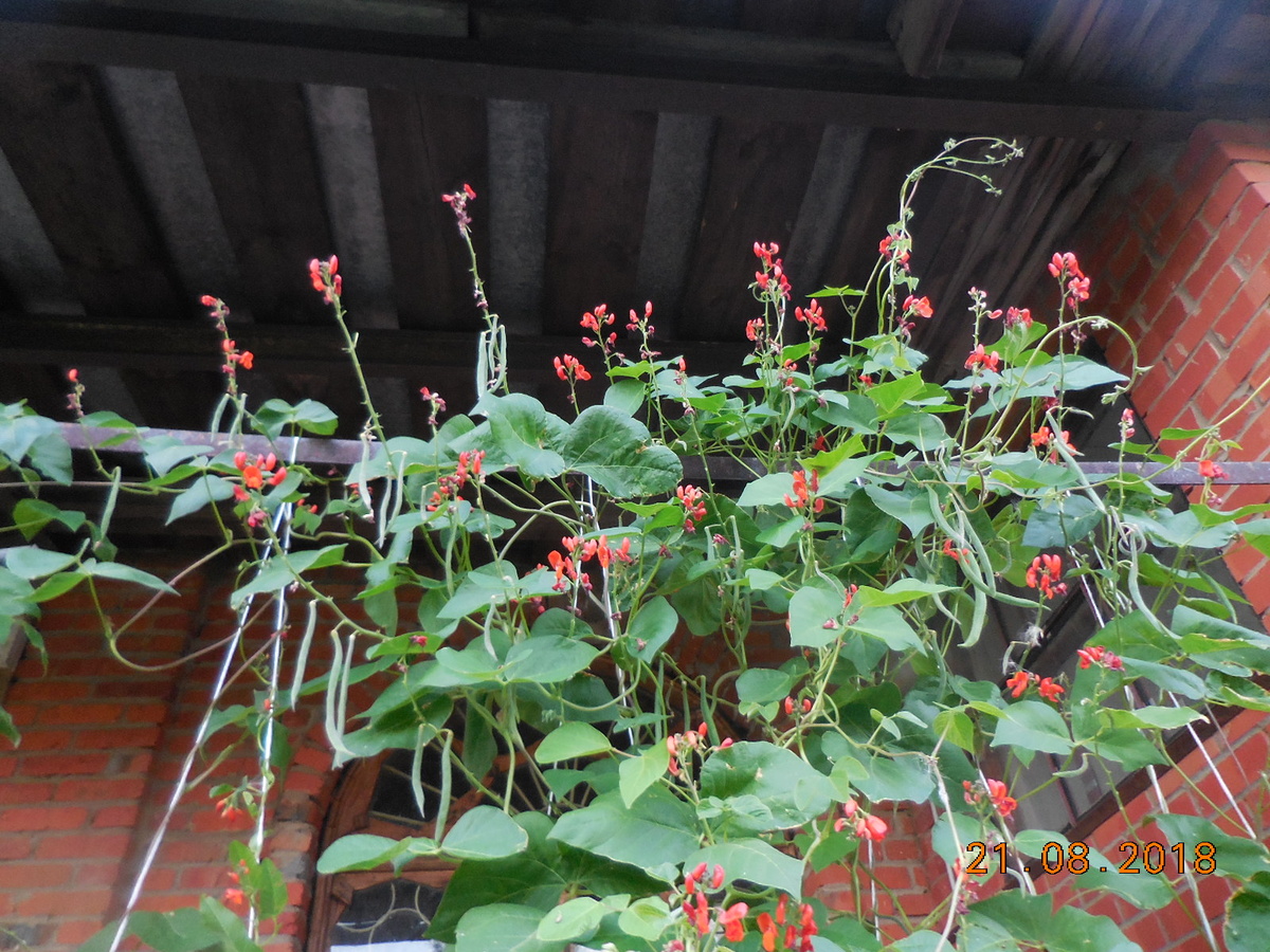 Декоратиная фасоль Герцогиня