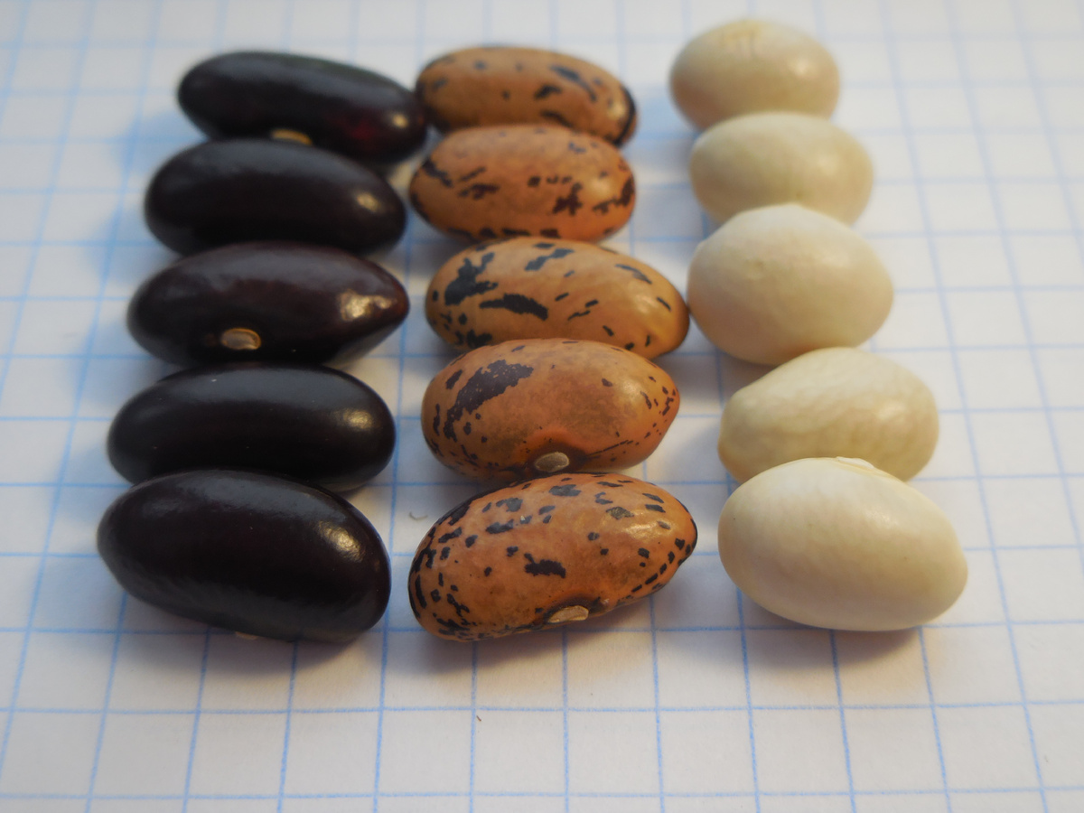 Чёрная Магия, Святой Георгий и Яська