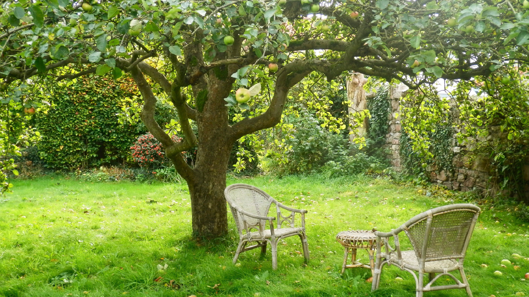 Источник фото: https://dancingbeastie.wordpress.com/2013/11/05/under-an-english-apple-tree/