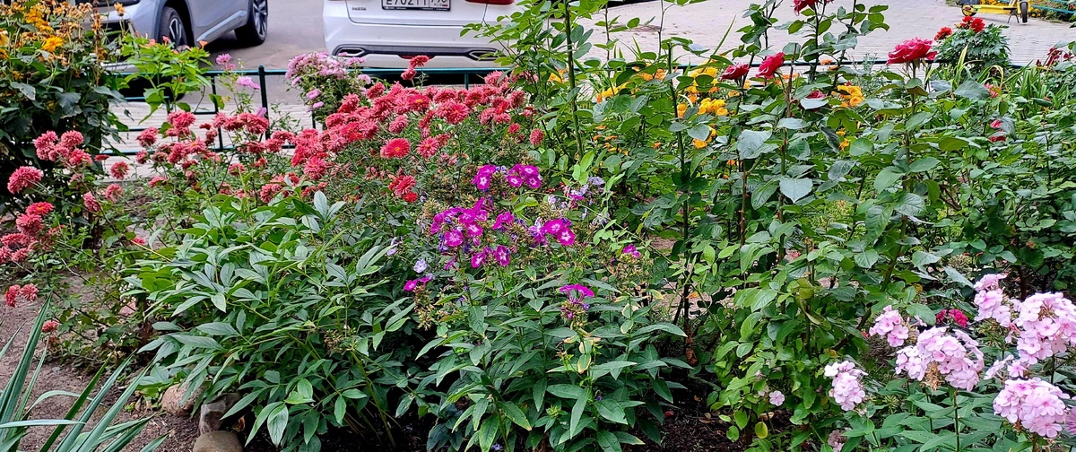 Клумба радует многообразием цветов