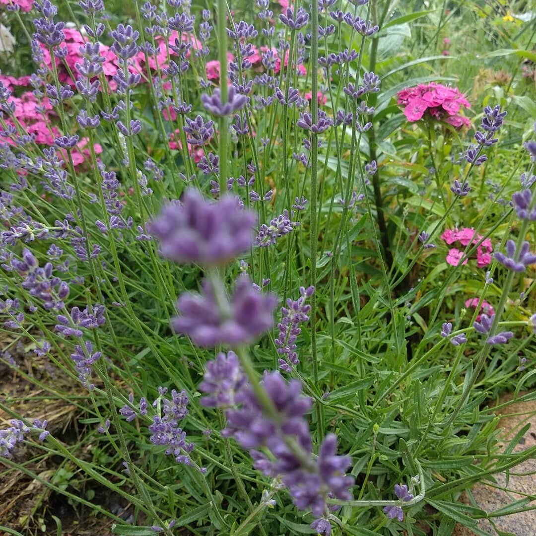 Лаванда, Фото автора