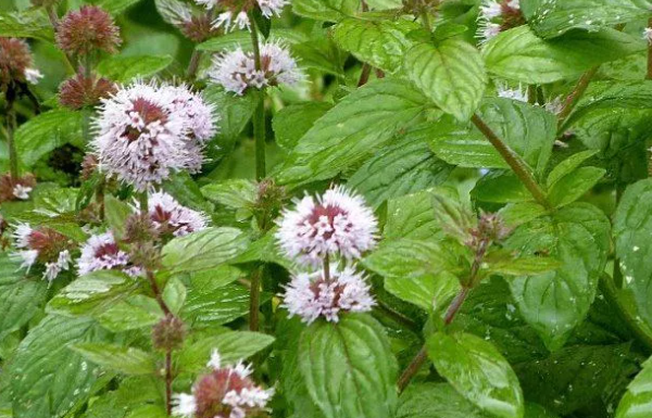 Мята. Фото из архива