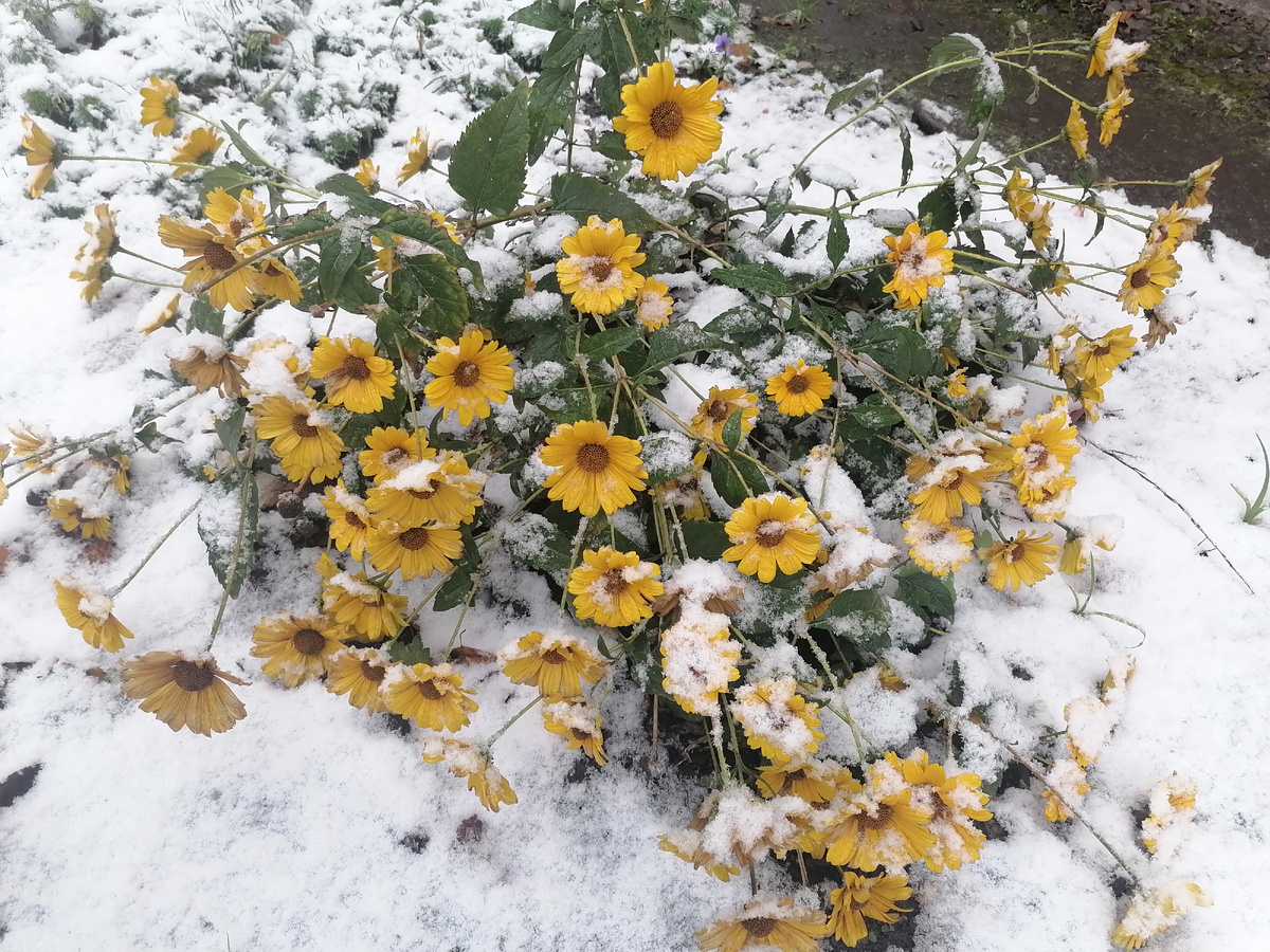Это фото сделала в начале октября. Сейчас снега нет совсем
