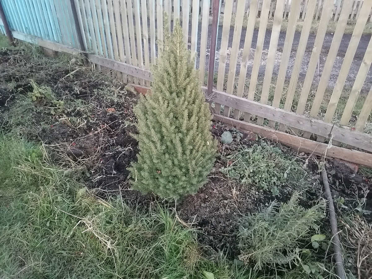 Справа от глауконики - лаванда