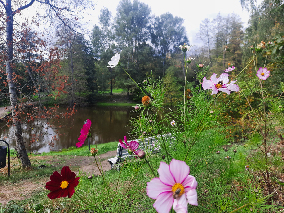 Все фото в статье принадлежат автору. Берег пруда в усадьбе А.А. Фета. Листайте.
