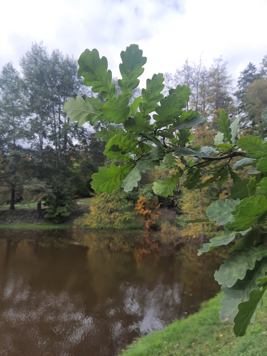 Пруд ы усадьбе А..А. Фета в окружении деревьев.