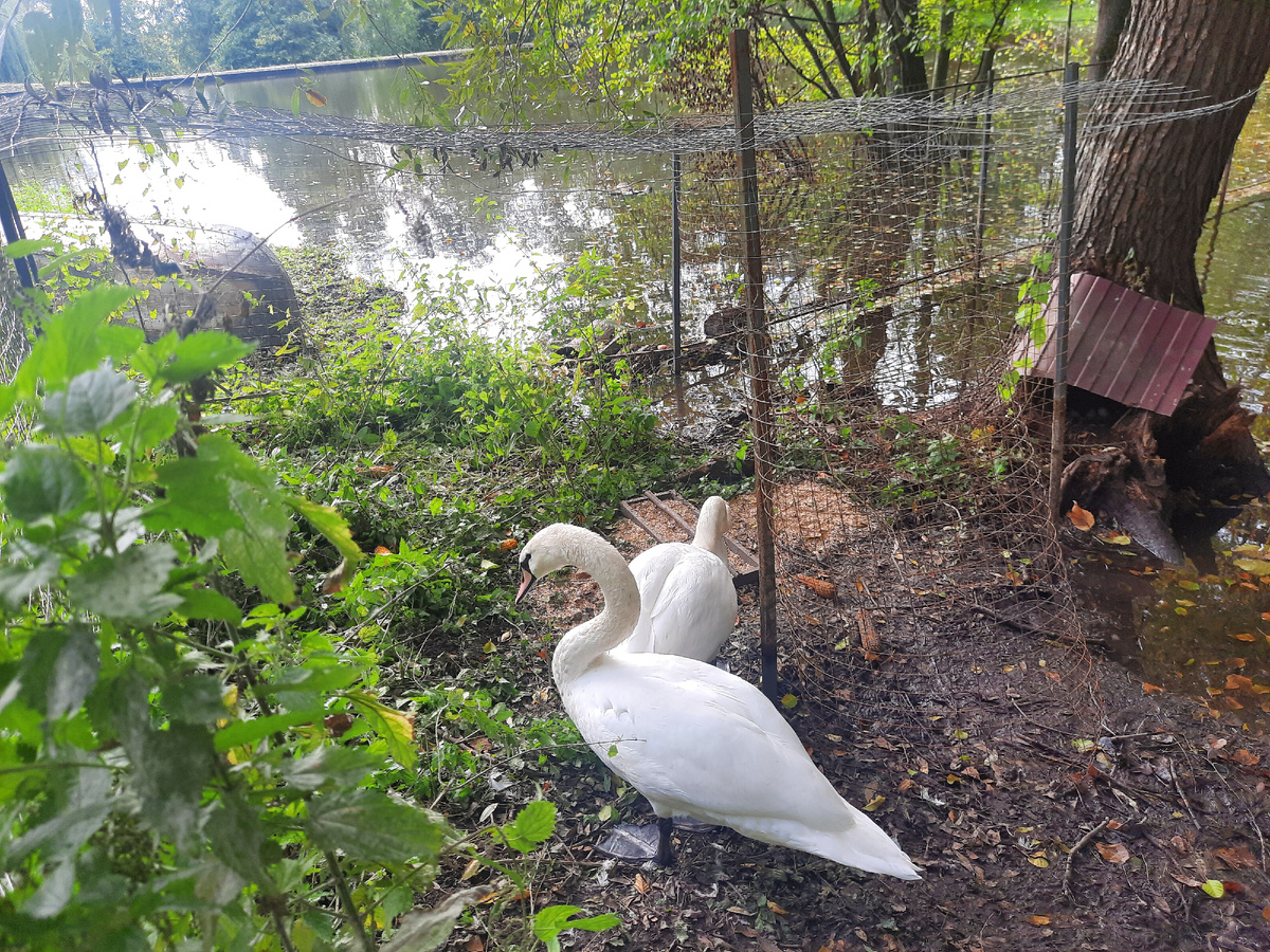 А вот и лебеди!