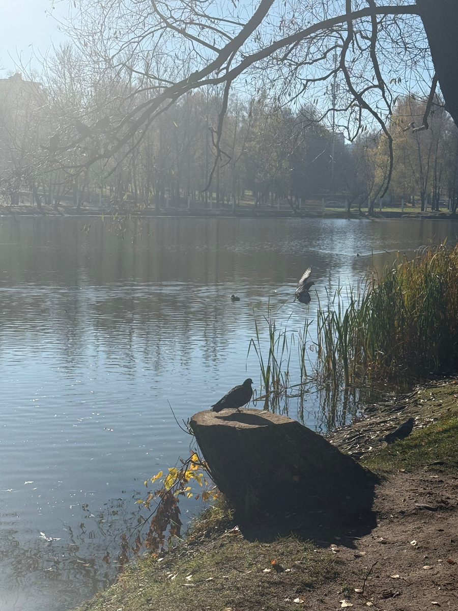 Птичка греется на солнышке.