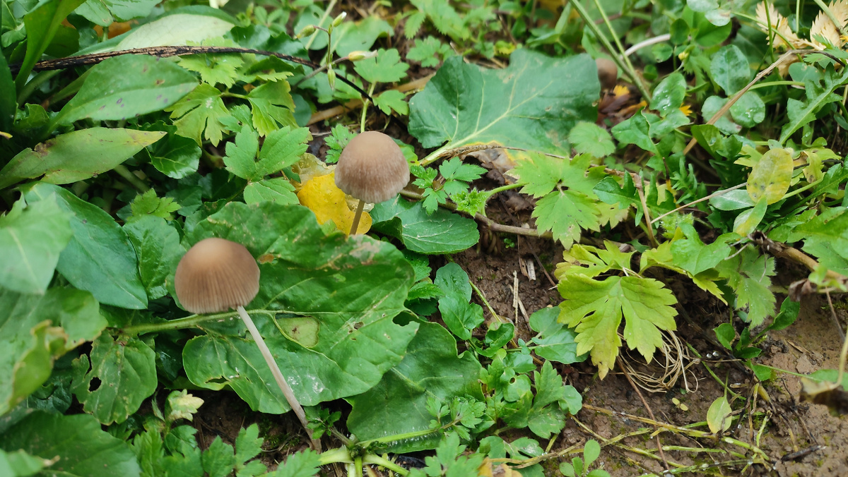 Грибы на участке))) 